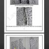 Petticoatkleid Marlies: Schnittmuster + Bild-Nähanleitung Gr.34-54 (eBook) Bild 2