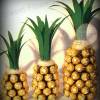 Rocher Ananas ohne Sektflasche - mit 60 Pralinen Größe 3 Geschenk Geburtstag Vatertag Valentinstag Bild 5