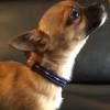 Halsband kleine Hunde von 16-18 cm verstellbar mit Leder Bild 5