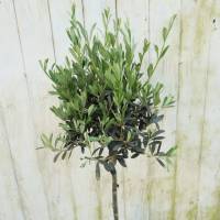 Oliven Hochstamm Baum Olea Europaea Pflanze echte Blumen frisch Bild 1