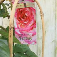 Garten Rose im Bogen rosa große Pflanze Rosa Floribunda Fantasy select Bild 3