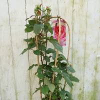 Garten Rose im Bogen rosa große Pflanze Rosa Floribunda Fantasy select Bild 6
