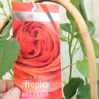 Garten Rose im Bogen rot große Pflanze Rosa Floribunda Tropical select Bild 1