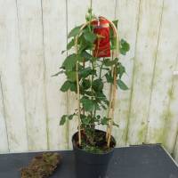 Garten Rose im Bogen rot große Pflanze Rosa Floribunda Tropical select Bild 2