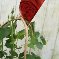 Garten Rose im Bogen rot große Pflanze Rosa Floribunda Tropical select Bild 5