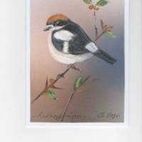 Grußkarte,  Vogelporträt,  -    Rotkopfwürger   -  handgemalt Bild 1