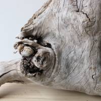 Treibholz Schwemmholz Driftwood  1  knorrige XXL  Skulptur   Dekoration  Garten  Terrarium Weihnachten 65 cm Bild 6