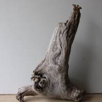 Treibholz Schwemmholz Driftwood  1  knorrige XXL  Skulptur   Dekoration  Garten  Terrarium Weihnachten 65 cm Bild 8