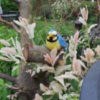 Blaumeise handgefilzt als Wohn- und Gartendekoration, Geschenk für Vogelliebhaber, Vogelfreunde, Vogelfigur Figur Filz Bild 3