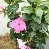 Dipladenia Mandevilla Velvet rose Garten Pflanze Balkon Blume Bild 4