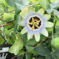 Passionsblume XXL Passiflora Clear Sky Engelstrompete Garten Pflanze Balkon Blume Bild 1
