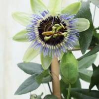 Passionsblume XXL Passiflora Clear Sky Engelstrompete Garten Pflanze Balkon Blume Bild 5