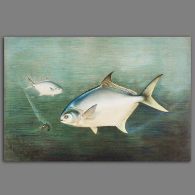 Leinwandbild Zwei Fische und eine Garnele im Meer nach einem alten Gemälde Vintage 1880