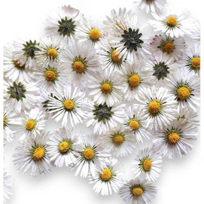 Bastelzubehör, Naturmaterial, 20 getrocknete Gänseblümchen Köpfe 3D, Gänseblume, Natur, Wiesenblume, Blume, Blüte
