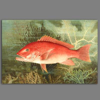 Leinwandbild Roter Fisch mit Korallen im Meer nach einem alten Gemälde Vintage 1880  Red Snapper