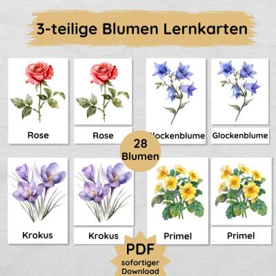 28 dreiteilige Blumen Lernkarten für Kinder zum Ausdrucken, heimische Pflanzen kennenlernen