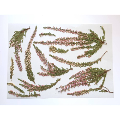 Ein Blatt voll Natur Nr. 2: Naturmaterial Bastelmaterial Blumen Pflanzen Blätter getrocknet + gepresst Natur Heidekraut