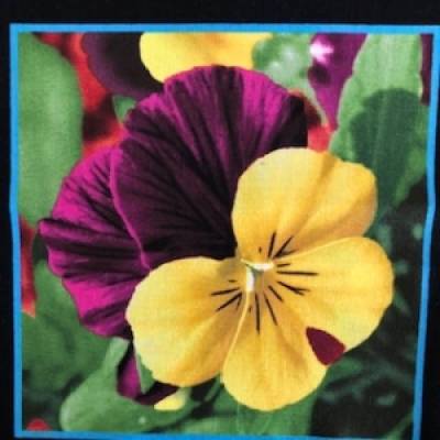 Baumwollstoff Motiv Stiefmütterchen