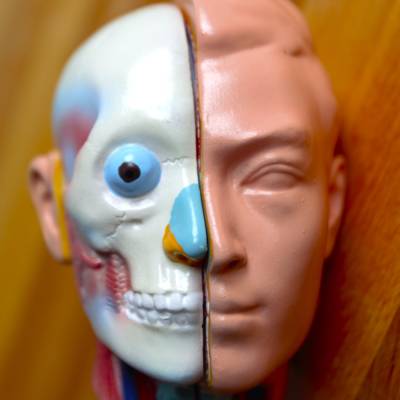 anatomischer Medizin Kopf teilbar