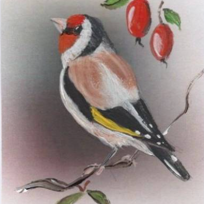 Grußkarte,  Vogelbild,  Sammelkarte    -  Stieglitz / Distelfink  -  handgemalt