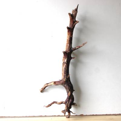 Treibholz Schwemmholz Driftwood  1  XL  Wurzel   Dekoration  Garten  Lampe Terrarium  79  cm lang