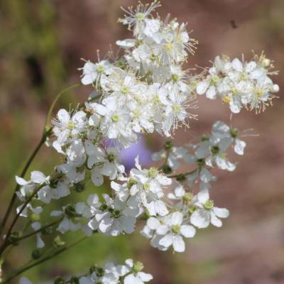 Saatgut: Kleines Mädesüß (Filipendula vulgaris)