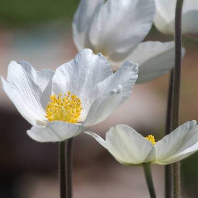Saatgut: Großes Windröschen (Anemone sylvestris)