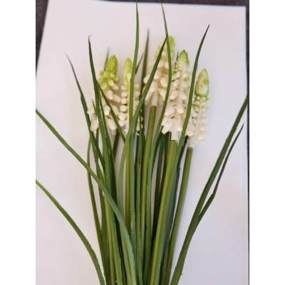 Muscari-Traubenhyazinthe 5er weiß