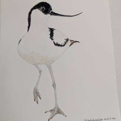 Aquarell Bild Säbelschnäbler