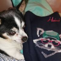 Maschinen Stickdatei - Waschbär cool Color Lichteffekt 18*18cm bzw. 20*20cm Bild 4