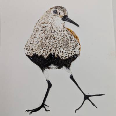 Aquarell Bild Vogel Alpenstrandläufer