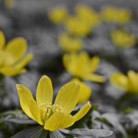 Blumenmeer mit gelben Blüten als Vorboten des Frühling, Natur, Foto, Kunst, Digitaler Download Datei für 30 x 20 cm Bild 1