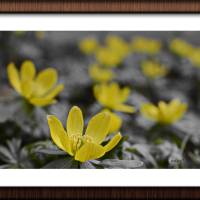 Blumenmeer mit gelben Blüten als Vorboten des Frühling, Natur, Foto, Kunst, Digitaler Download Datei für 30 x 20 cm Bild 2