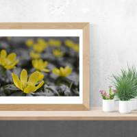 Blumenmeer mit gelben Blüten als Vorboten des Frühling, Natur, Foto, Kunst, Digitaler Download Datei für 30 x 20 cm Bild 3