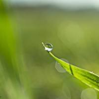 Wassertropfen auf der Spitze eines Grashalmes, Natur, Foto, Kunst, Digitaler Download Datei für 30 x 20 cm Bild 1