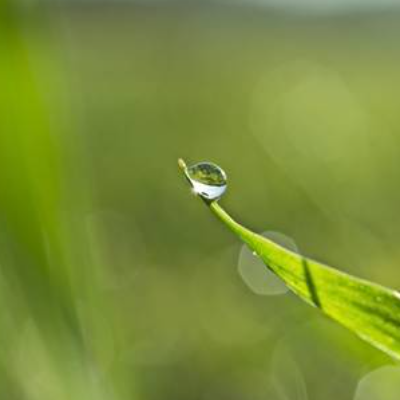 Wassertropfen auf der Spitze eines Grashalmes, Natur, Foto, Kunst, Digitaler Download Datei für 30 x 20 cm