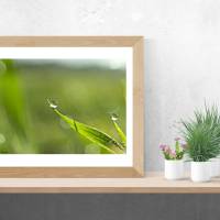Wassertropfen auf der Spitze eines Grashalmes, Natur, Foto, Kunst, Digitaler Download Datei für 30 x 20 cm Bild 2