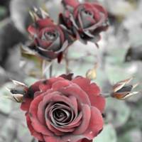 Dunkelrote Rosen am Gartenteich, Foto Download, 30x45 cm, Poster, Leinwand, Bild mit Rahmen Bild 1
