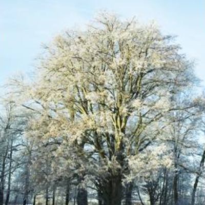 Winter im Schlosspark - Stillleben Druckbares Foto - Kunst - Digital -  Download - Printable Photo 30x40 cm