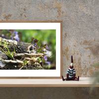 Baumpilze, Stein - Druckbares Foto - Kunst - Digital -  Download - Printable Photo 45x30 cm Poster, Leinwand Bild 3