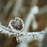 Frostiges Herz Winter - Druckbares Foto - Kunst - Digital -  Download - Printable Photo 40x30 cm, Poster Bild 1