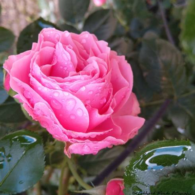 Rose Wassertropfen, Natur, Foto, Kunst, Digitaler Download Datei für 20 x 20 cm