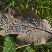 Eichenblatt mit Wassertropfen, Natur, Foto, Kunst, Digitaler Download Datei für 30 x 20 cm Bild 1