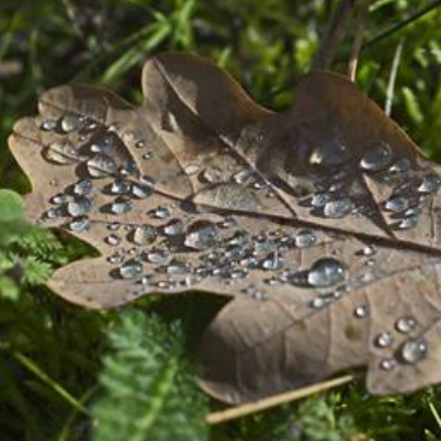 Eichenblatt mit Wassertropfen, Natur, Foto, Kunst, Digitaler Download Datei für 30 x 20 cm