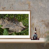 Eichenblatt mit Wassertropfen, Natur, Foto, Kunst, Digitaler Download Datei für 30 x 20 cm Bild 2