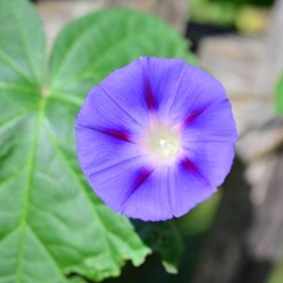 Blumenblüte in leuchtendem blau, Natur, Foto, Kunst, Digitaler Download Datei für 30 x 20 cm