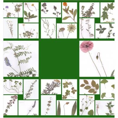 Getrocknete gepresste Pflanzen für Herbarium, Bastelarbeiten, echte Pflanzen Herbariumspflanzen OHNE WURZEL