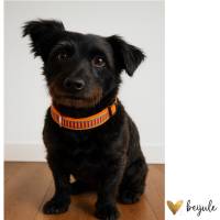 Hundehalsband S Bild 1