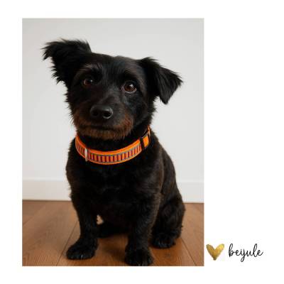 Hundehalsband S