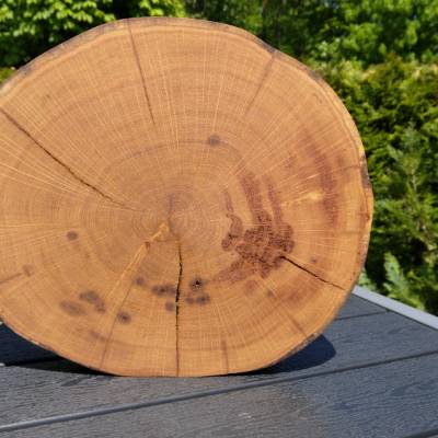 Baumscheibe, Holzscheibe, gestockt, Eiche,Holz, Bastelholz, Holzdeko, Dekoration,Holz